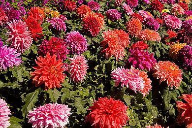 游骑兵招聘信息暗示 《地平线OL》或于2025年推出